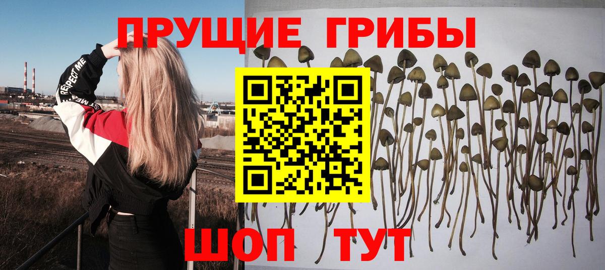 купить наркотики цена  Вход с VPN  Киров  Галлюциногенные грибы Cubensis 
